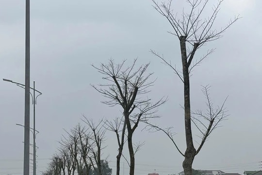 Nghệ An: Công trình hàng trăm tỷ chưa hoàn thành, hệ thống cây xanh đã chết khô