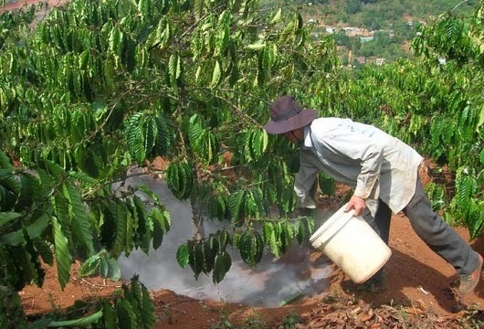 Phân bón Đầu Trâu cải thiện chất lượng đất trồng cà phê vùng Tây Nguyên