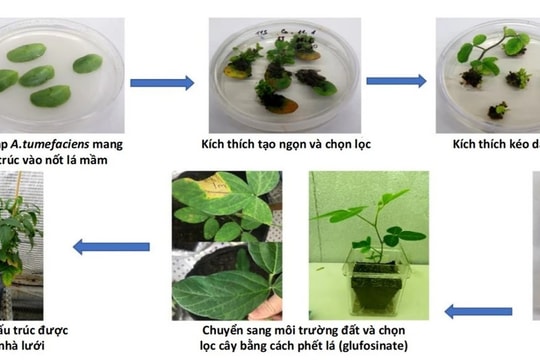 Bài 2: “Chúng tôi không muốn nghiên cứu nằm mãi trong phòng thí nghiệm”