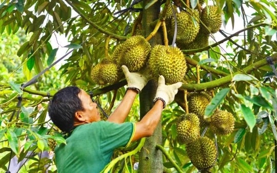 Phân bón Đầu Trâu giúp bồi dưỡng đất đai cho vườn sầu riêng sau thu hoạch 