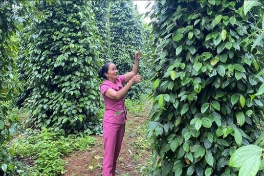 Quảng Trị: Đa dạng hóa sinh kế, tạo động lực giảm nghèo bền vững