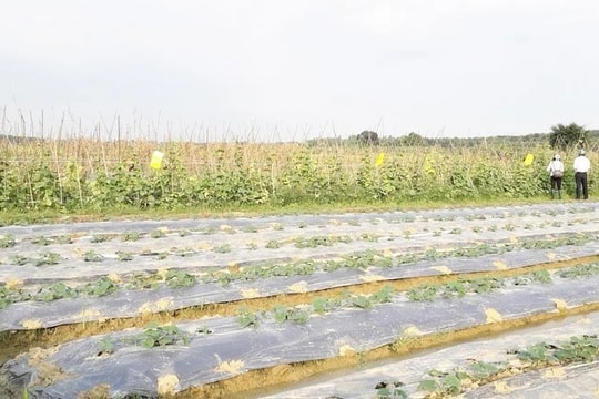 Sơn Tây hướng đến nông thôn mới kiểu mẫu