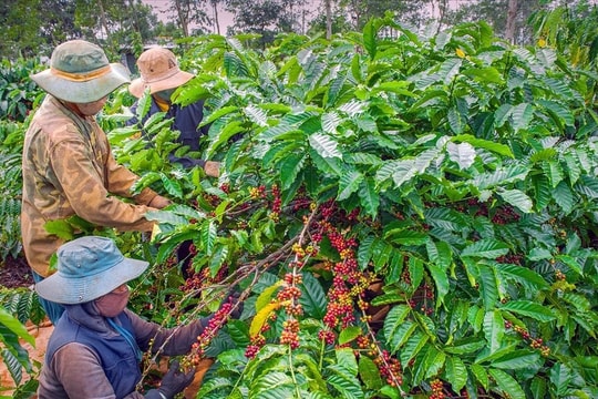 Phân bón Đầu Trâu cải thiện đất trồng cà phê Tây Nguyên, giúp cây cho năng suất cao 