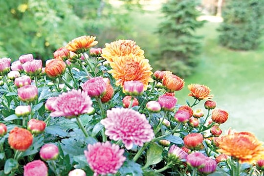 Phân cấp cho chính quyền địa phương gồm những nội dung gì?