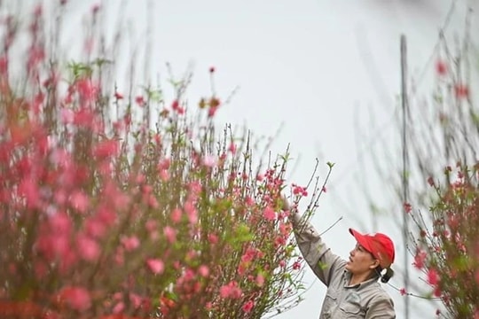 Thông báo chính thức về nghỉ Tết Nguyên đán Ất Tỵ và nghỉ lễ năm 2025