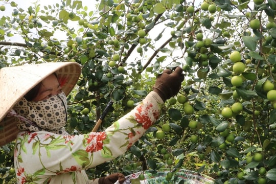 Bón phân cho cây táo tỷ lệ chữ "V" để đạt năng suất cao