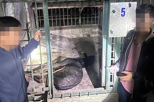 Quảng Bình: Ngăn chặn vụ vận chuyển động vật quý hiếm trong Sách đỏ Việt Nam