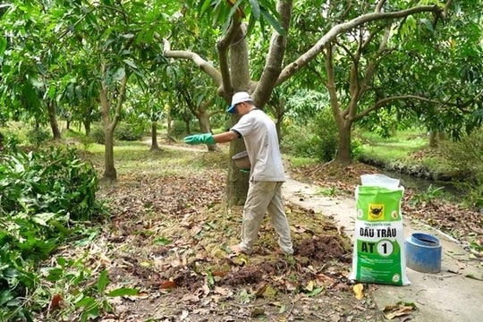 Phân bón hữu cơ Đầu Trâu giúp phục hồi, nâng cao chất lượng cây xoài sau thu hoạch 