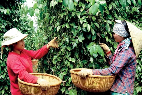 Phân bón Đầu Trâu giúp phòng trừ bệnh hại nguy hiểm cho cây hồ tiêu