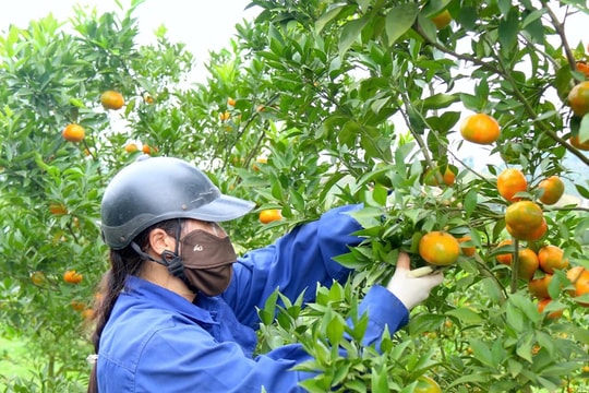 Nâng cao chất lượng, thúc đẩy tiêu thụ sản phẩm cây ăn quả