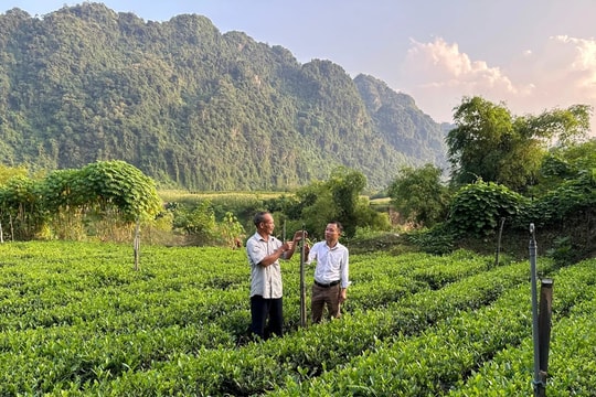 Áp dụng công nghệ sản xuất chè vụ đông