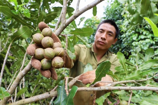 Phân bón Đầu Trâu hỗ trợ quá trình chăm sóc cây mắc ca sau thu hoạch