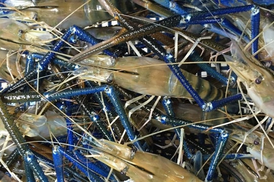 Con tôm và trái sầu riêng