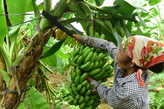 Cung cấp dinh dưỡng, giúp cây chuối khoẻ ngay từ đầu vụ bằng phân bón Đầu Trâu 