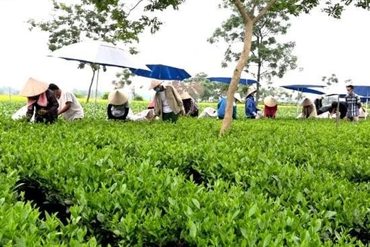 Áp dụng công nghệ sản xuất chè sạch - hướng phát triển bền vững tại Thái Nguyên
