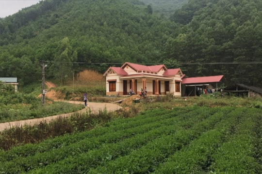 Cây chè giữ vai trò chủ lực trong giảm nghèo