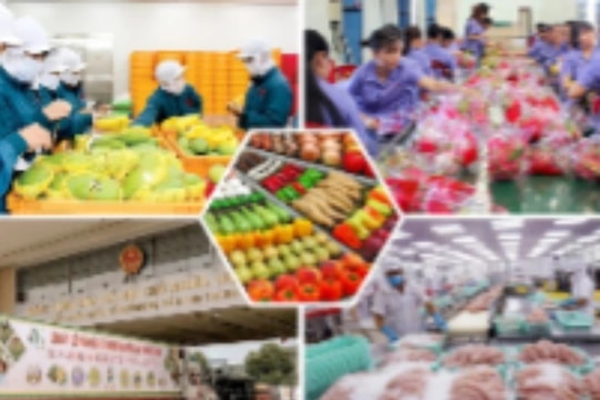 Tổng kim ngạch xuất khẩu nông lâm thủy sản 11 tháng năm 2024 đạt 56,74 tỷ USD