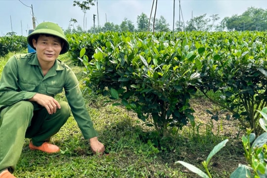 Thái Nguyên: Đẩy mạnh ứng dụng công nghệ trong sản xuất chè an toàn