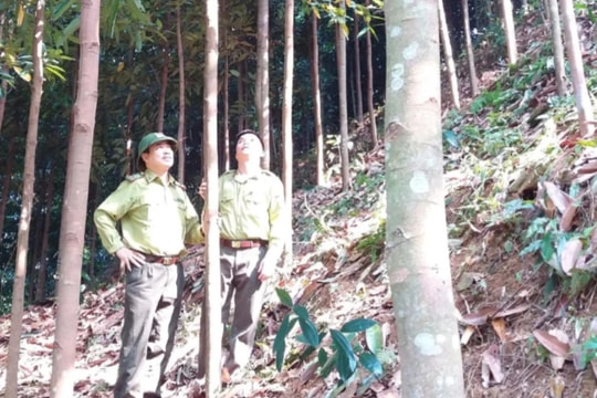 Thái Nguyên giảm nghèo bền vững từ kinh tế rừng