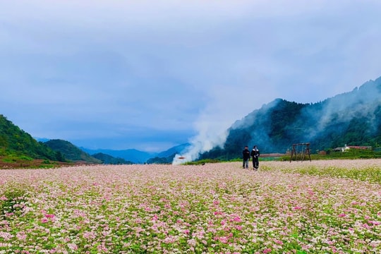 Hương sắc hoa Tam giác mạch ở cửa ngõ Cao nguyên đá Đồng Văn