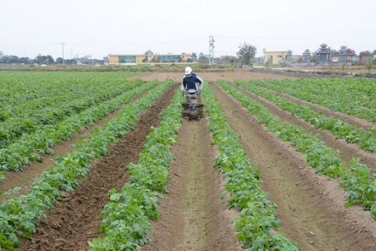 Quy hoạch vùng nguyên liệu và sản xuất nông sản sạch