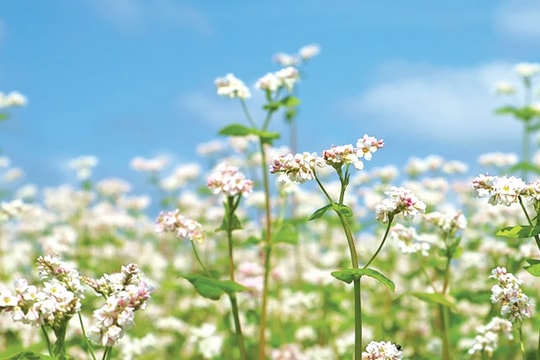 Hỏi - Đáp chính sách, pháp luật