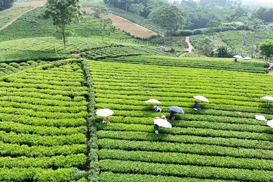 Đào tạo nghề nông nghiệp cho lao động nông thôn vùng đồng bào dân tộc thiểu số và miền núi - Chìa khóa giúp giảm nghèo bền vững