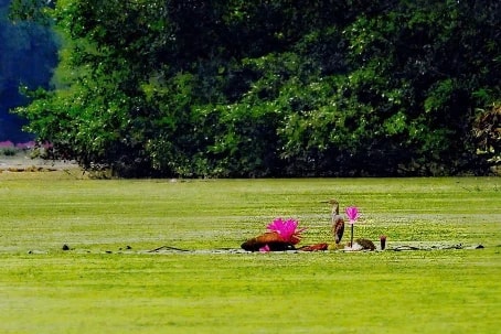 Trải nghiệm thú vị ở khu bảo tồn Đồng Tháp Mười