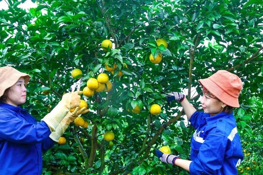 Vườn cam FVF: Điển hình nông nghiệp xanh bền vững