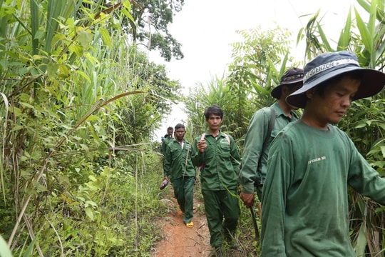 Tiềm năng carbon rừng Việt Nam chưa được khai thác hết