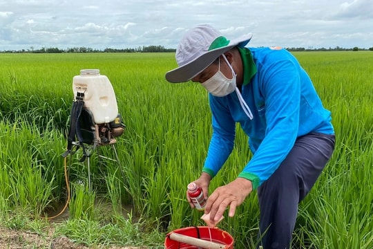 Sử dụng phân bón, thuốc bảo vệ thực vật thế nào để cây trồng khỏe, năng suất cao?