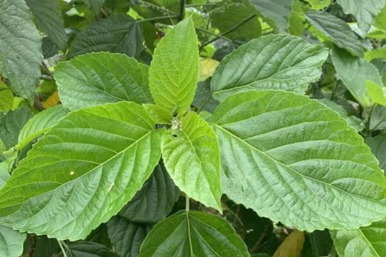 Ăn lá lộc mại chữa táo bón, người phụ nữ nhập viện cấp cứu