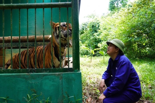 Quảng Bình chi 4,5 tỷ đồng cải thiện không gian sống cho hổ Đông Dương 