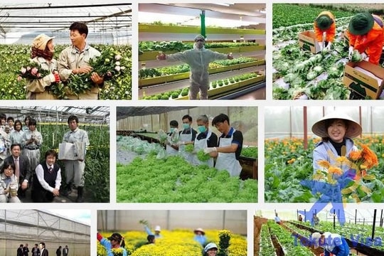 Bắt đầu tuyển chọn lao động sang làm việc tại Australia