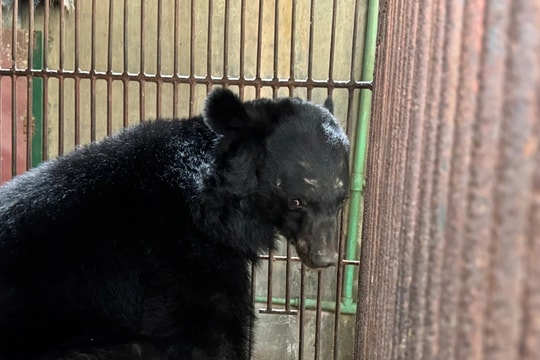  Lào Cai: Cứu hộ thành công một cá thể gấu ngựa tại huyện Bảo Thắng 