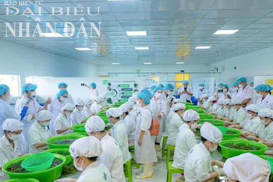 Chương trình OCOP Khánh Hoà thu hút nhiều sản phẩm chất lượng