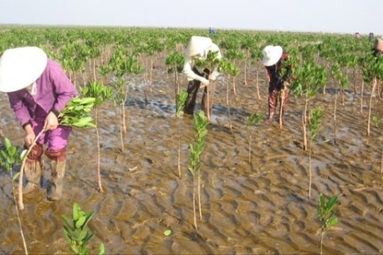 Tái sinh rừng ngập mặn gắn với ứng phó biến đổi khí hậu