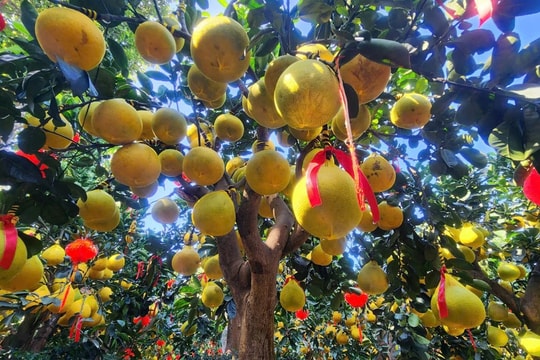 Bưởi Diễn vàng rực hút khách tại TP. Hồ Chí Minh