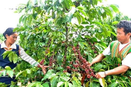 Kon Tum: Hiệu quả từ các mô hình giảm nghèo bền vững