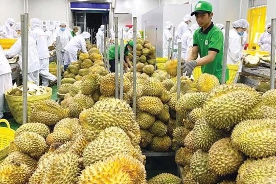 Xuất khẩu rau quả hướng tới mục tiêu 8 tỷ USD