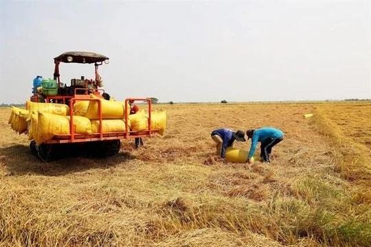 Eight rice enterprises awarded for emissions reduction