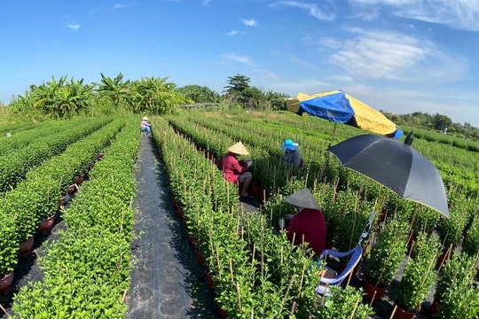 Nông dân trồng hoa tại TP. Hồ Chí Minh tất bật vào vụ Tết