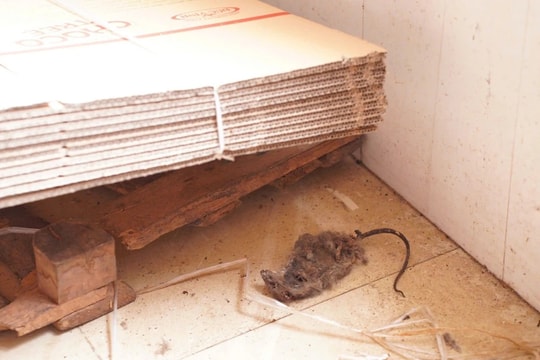 Phát hiện chuột chết trong khu… sản xuất bim bim 