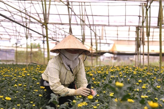 Người dân Đà Lạt tất bật chăm hoa Tết 