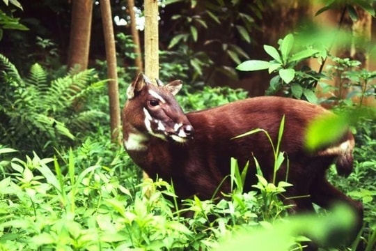 Phê duyệt Chương trình quốc gia bảo tồn các loài động vật hoang dã nguy cấp, quý, hiếm