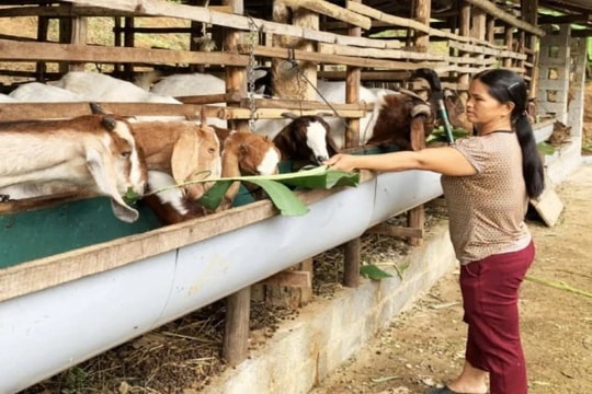 Ổn định cuộc sống những hộ chăn nuôi không có khả năng chuyển đổi nghề