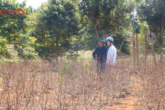Khấm khá nhờ nghề trồng hoa đào trên đất Tây Nguyên