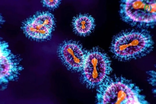 Nhóm người nào dễ có nguy cơ nhiễm virus gây viêm phổi trên người ?