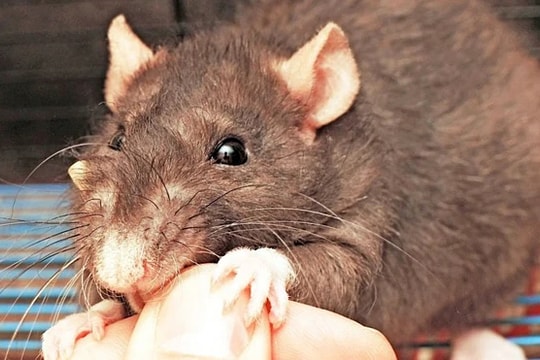 Hai vợ chồng cùng nhập viện do chuột cắn