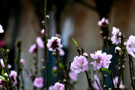 Hà Nội: Đào, quất tưng bừng xuống phố 